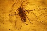 Detailed Fossil Caddisfly and Three Flies in Baltic Amber #139054-2